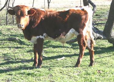 A cow standing in a field

Description automatically generated with low confidence