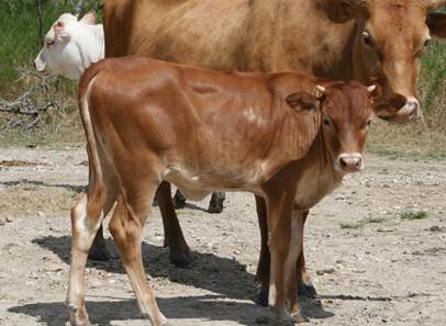 A group of cows stand in a field

Description automatically generated with low confidence