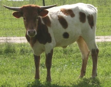 A cow standing in a field

Description automatically generated with medium confidence