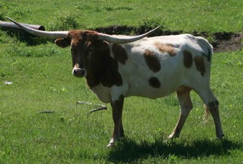 A picture containing grass, outdoor, cow, field

Description automatically generated