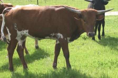 A group of cows in a field

Description automatically generated with low confidence