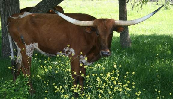 A picture containing cow, grass, outdoor, brown

Description automatically generated