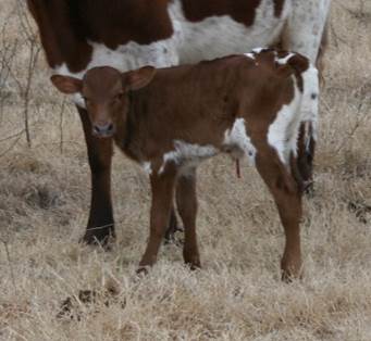 A picture containing grass, cow, brown, mammal

Description automatically generated