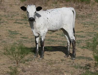 A cow standing in a field

Description automatically generated