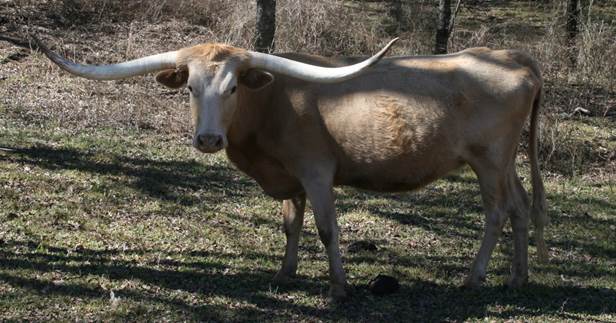 A goat standing in a field

Description automatically generated with low confidence