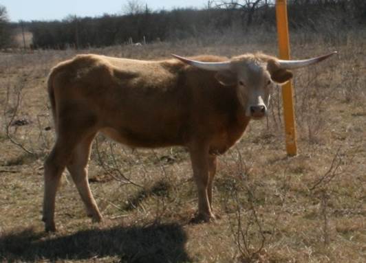 A cow standing in a field

Description automatically generated with medium confidence