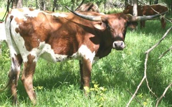 A picture containing grass, cow, outdoor, mammal

Description automatically generated