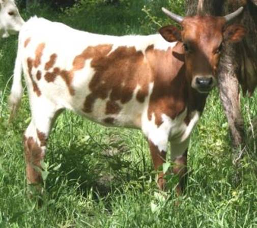 A cow standing in the grass

Description automatically generated with low confidence