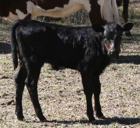 A cow standing in a field

Description automatically generated with low confidence