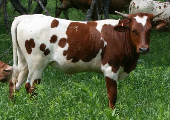 A group of cows stand in a grassy field

Description automatically generated with medium confidence