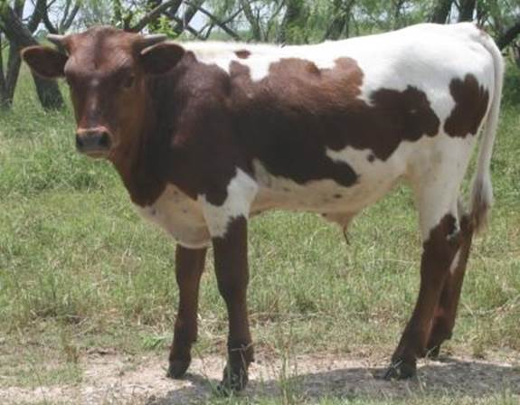 A cow standing in a field

Description automatically generated with medium confidence