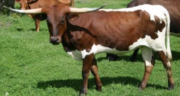 A picture containing grass, cow, outdoor, mammal

Description automatically generated