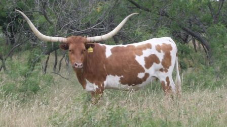 A picture containing grass, tree, outdoor, cow

Description automatically generated