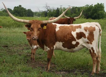 A couple of cows stand in a grassy field

Description automatically generated with medium confidence