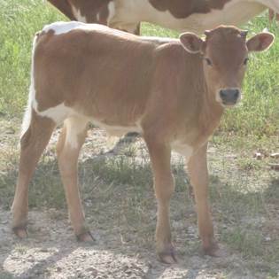 A picture containing cow, grass, standing, outdoor

Description automatically generated