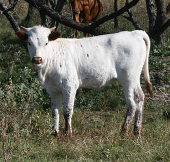 A cow standing in a field

Description automatically generated with medium confidence