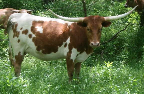 A group of cows stand in a grassy field

Description automatically generated with medium confidence