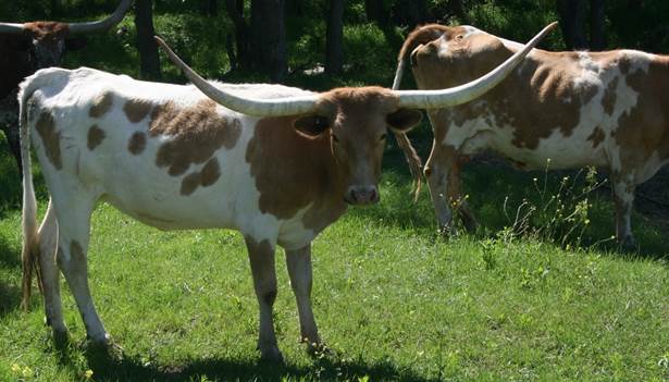 A group of cows stand in a grassy field

Description automatically generated with medium confidence