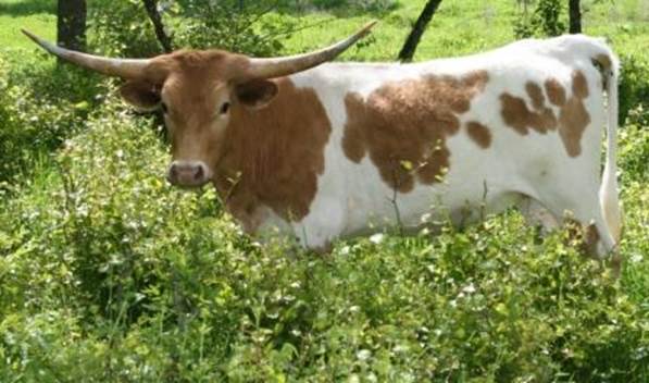 A cow standing in a field

Description automatically generated with low confidence