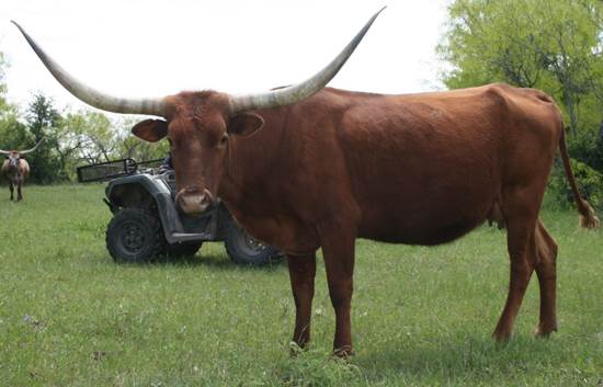 A picture containing grass, cow, outdoor, sky

Description automatically generated