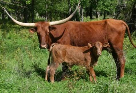 A group of cows stand in a grassy field

Description automatically generated with medium confidence