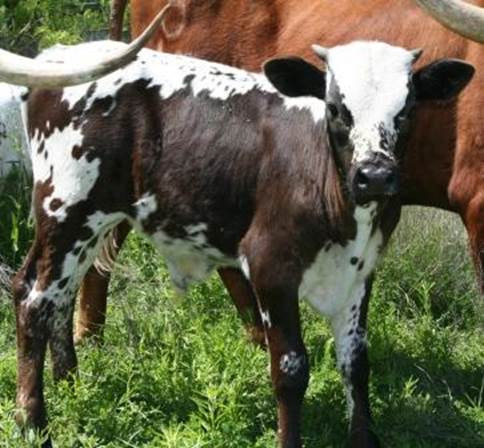 A picture containing grass, cow, outdoor, mammal

Description automatically generated