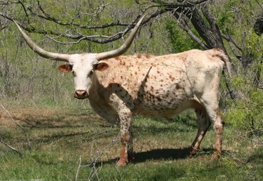 A cow with large antlers

Description automatically generated with low confidence