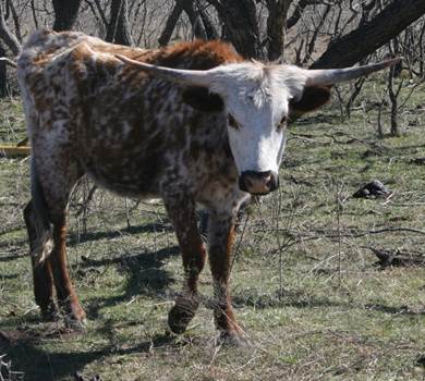 A cow standing in a field

Description automatically generated with low confidence