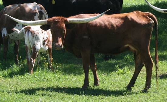 A group of cows stand in a grassy field

Description automatically generated with medium confidence