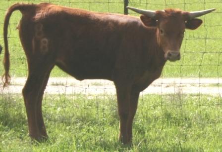 A cow stands behind a fence

Description automatically generated with low confidence