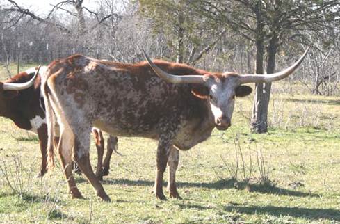 A couple of cows stand in a field

Description automatically generated with medium confidence