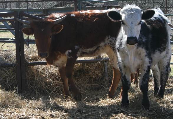 A picture containing grass, cow, outdoor, standing

Description automatically generated