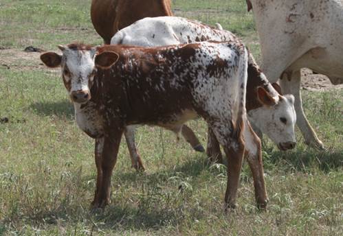 A picture containing grass, cow, outdoor, field

Description automatically generated