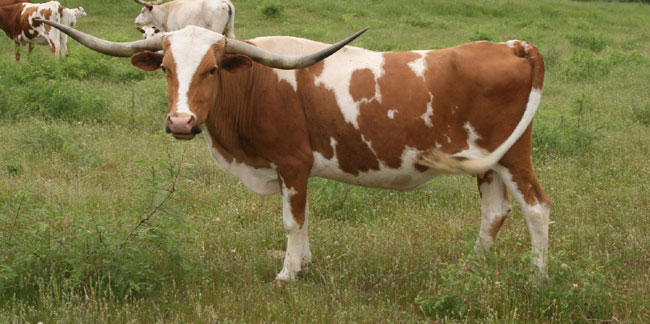 A picture containing grass, cow, outdoor, mammal

Description automatically generated