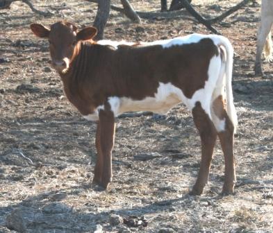 A cow standing in the dirt

Description automatically generated with low confidence