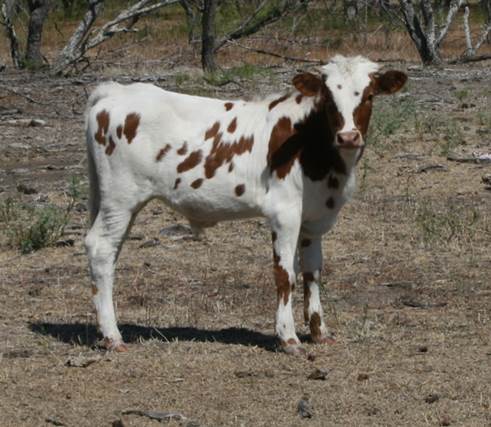 A cow standing in a field

Description automatically generated with medium confidence