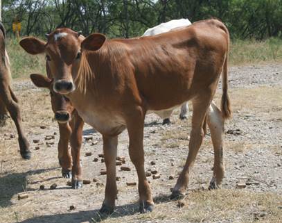 A group of cows stand in a field

Description automatically generated with low confidence