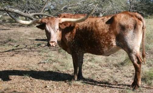 A cow standing in a field

Description automatically generated with low confidence