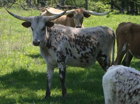 A group of cows stand in a grassy field

Description automatically generated with medium confidence