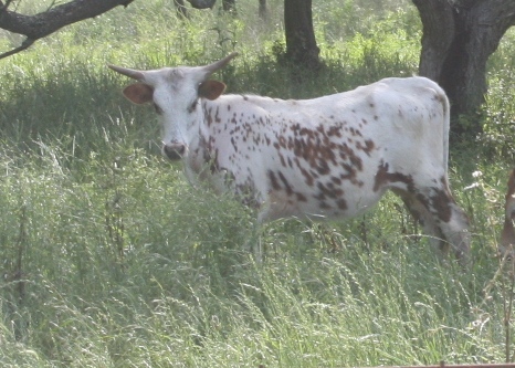 A cow in the grass

Description automatically generated with medium confidence