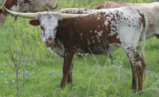 A cow standing in a field

Description automatically generated with medium confidence