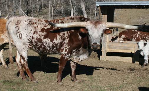 A picture containing cow, mammal, grass, outdoor

Description automatically generated