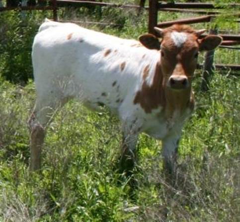 A cow standing in a field

Description automatically generated with low confidence