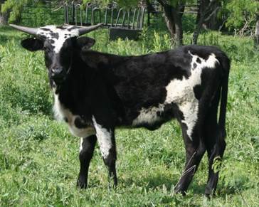 A cow standing in a field

Description automatically generated with low confidence