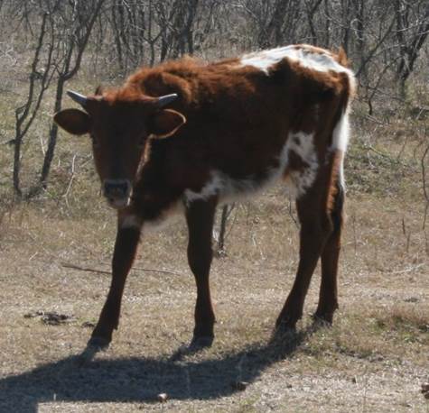 A cow standing in a field

Description automatically generated with medium confidence