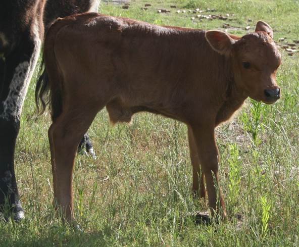 A cow standing in a field

Description automatically generated with low confidence