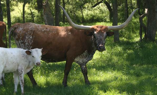 A cow and its calf in a meadow

Description automatically generated with medium confidence