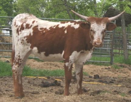 A cow standing in a fenced in area

Description automatically generated with medium confidence