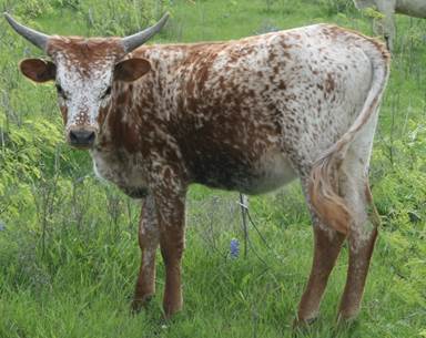 A cow standing in a field

Description automatically generated with medium confidence