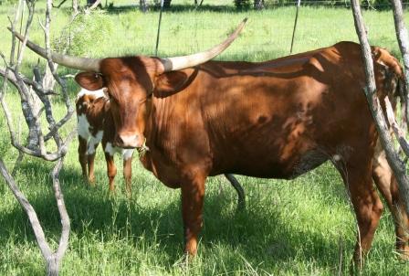 A picture containing grass, outdoor, cow, mammal

Description automatically generated